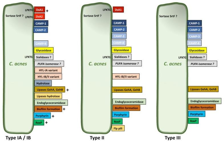 image 12 Differential expression of virulence factor by C. acnes