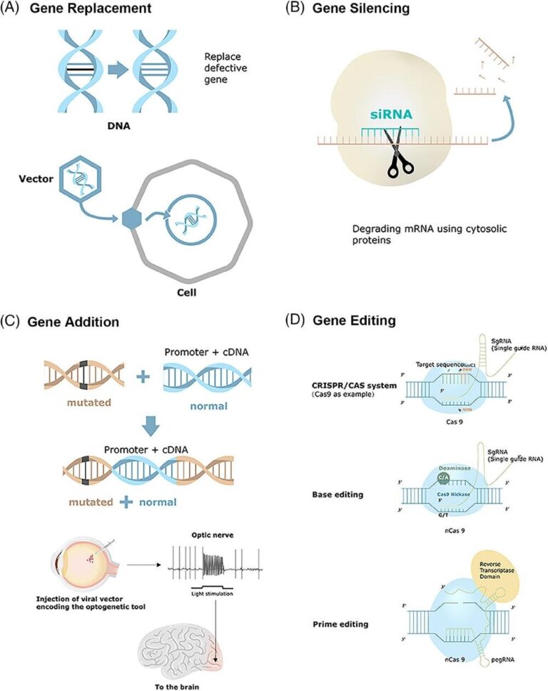 Gene Therapy: Principles, Types, Methods, Vectors, Steps, Applications