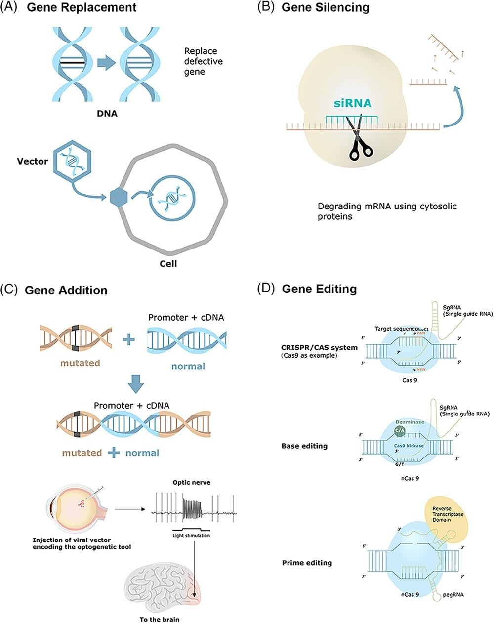 image 16 Different strategies of gene therapy