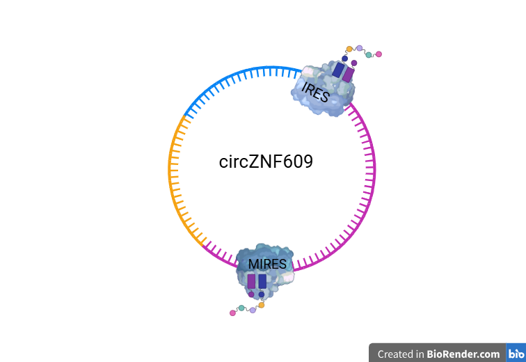 image 3 Translation into protein