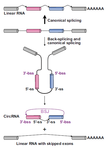 image 5 Back-splicing for circRNA biogenesis