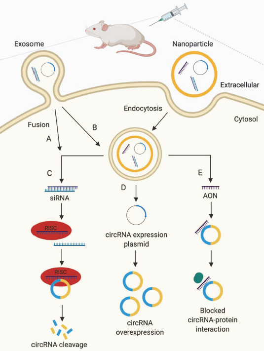image 6 Strategies used to target circRNAs as a therapeutic approach in vivo