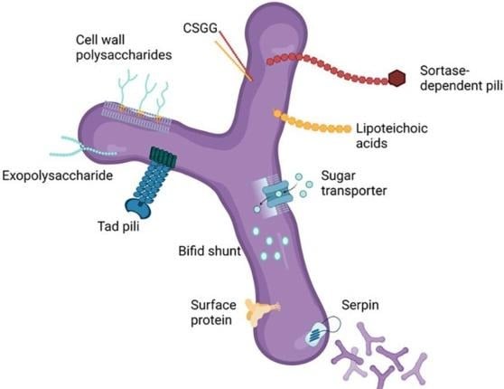 image 7 Structure of B. bifidum