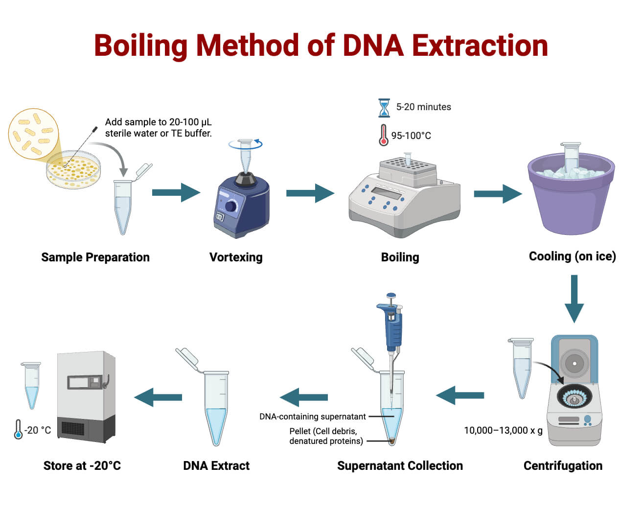 Boiling method of DNA Boiling method of DNA Extraction