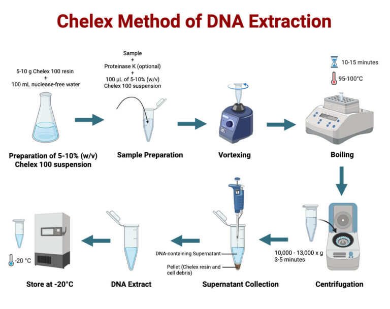 Chelex Method of DNA Extraction: Principle, Steps, Uses