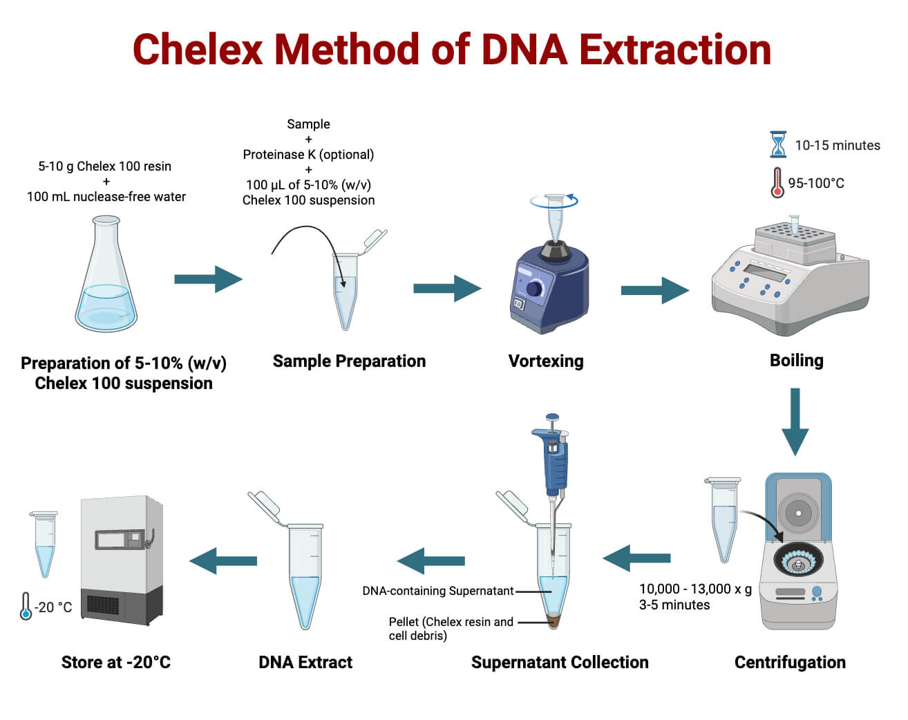 Chelex Method of DNA Steps of Chelex Method of DNA Extraction