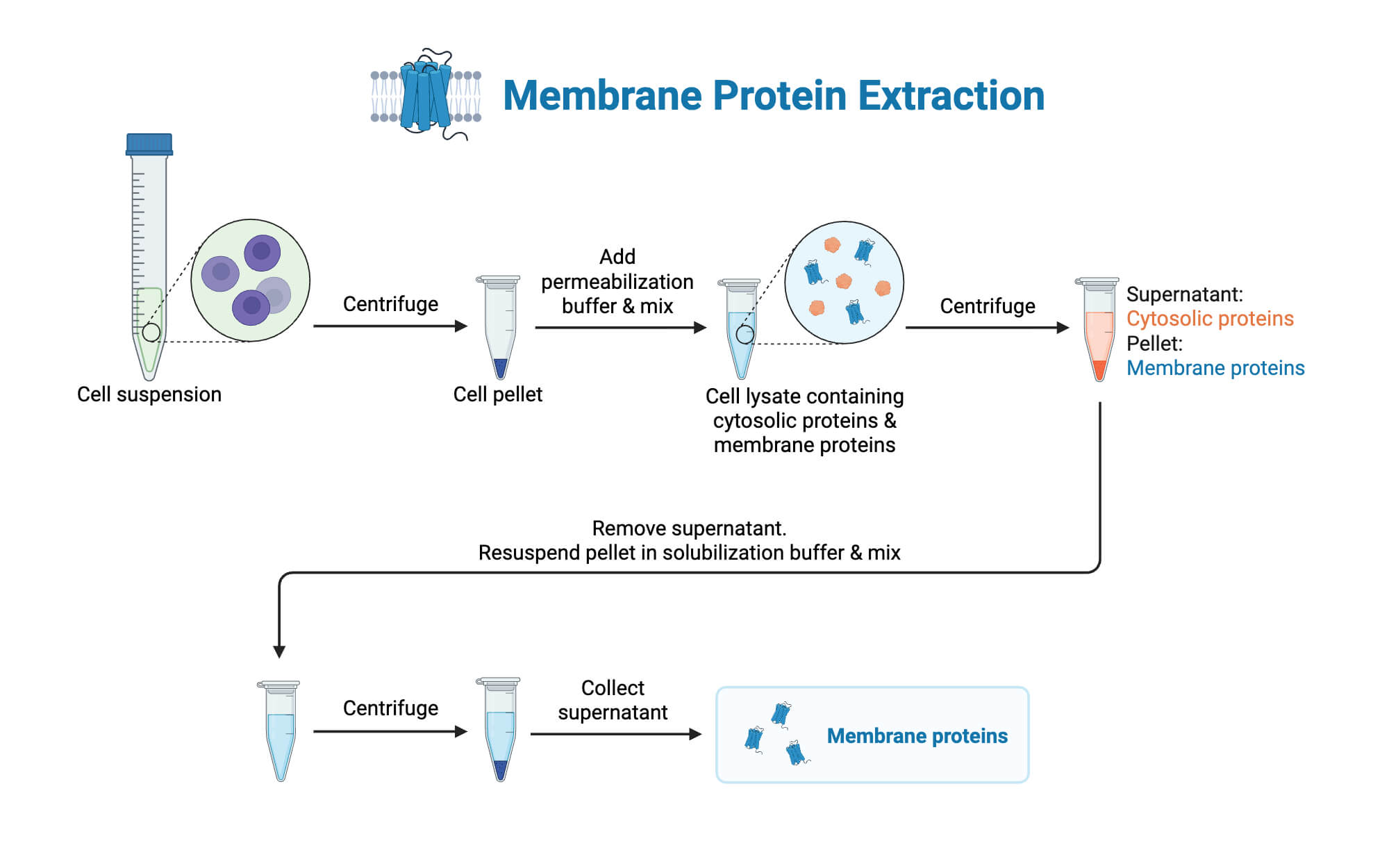 Membrane Protein Membrane Protein Extraction