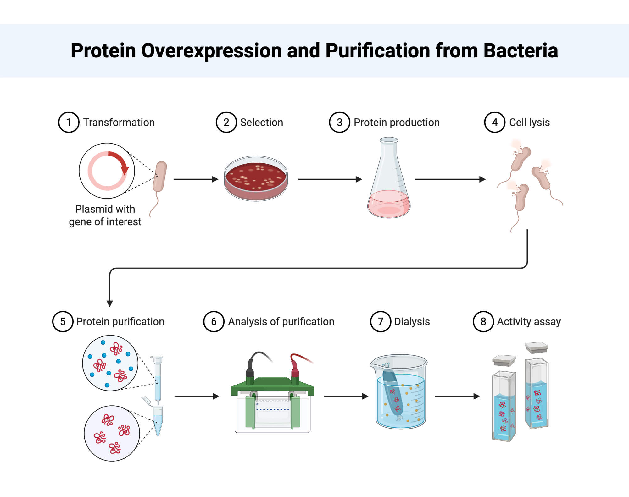 Protein Overexpression and Purification from Bacteria Protein Overexpression and Purification from Bacteria