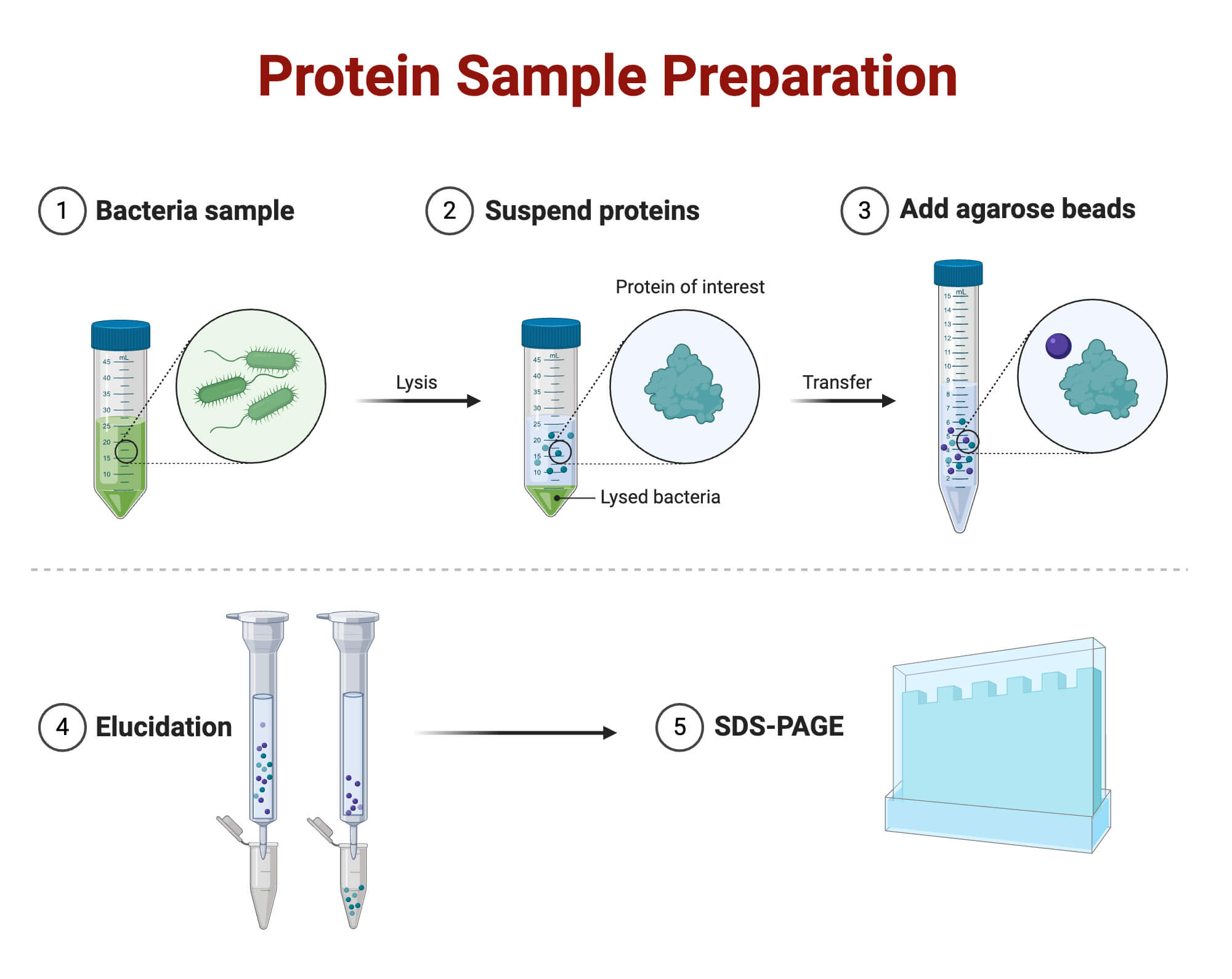 Protein Sample Preparation Protein Sample Preparation