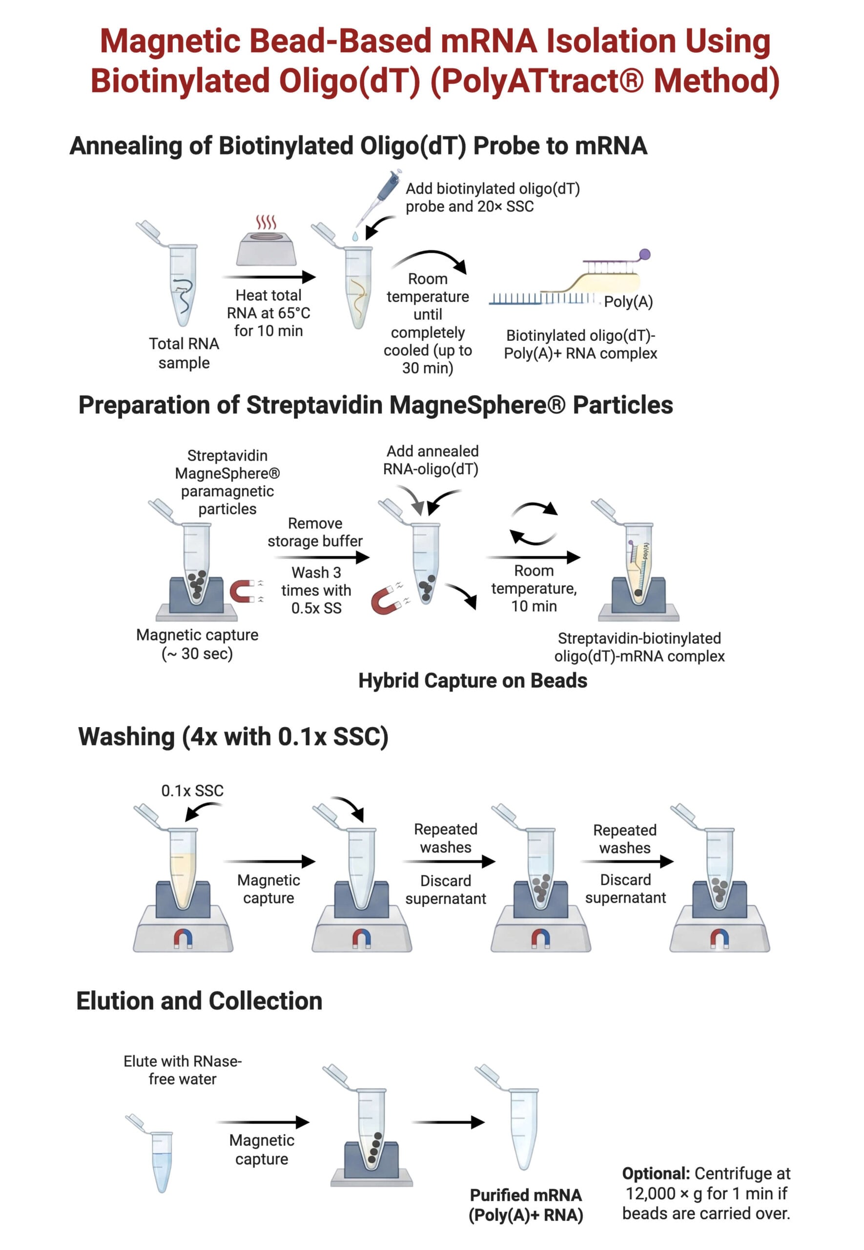 Magnetic Bead Based mRNA Isolation Using Biotinylated OligodT scaled Magnetic Bead-Based mRNA Isolation Using Biotinylated Oligo(dT)