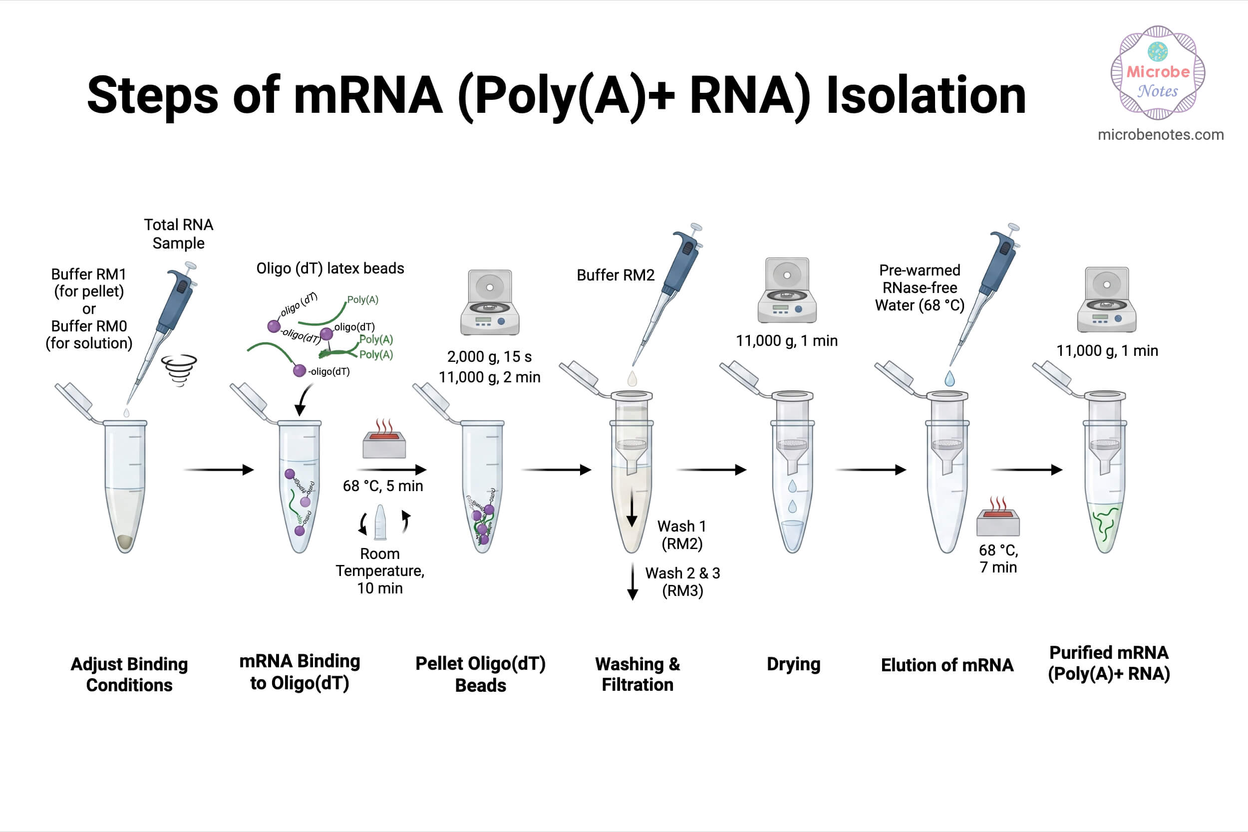 Steps of mRNA PolyA RNA Isolation Steps of mRNA (Poly(A)+ RNA) Isolation