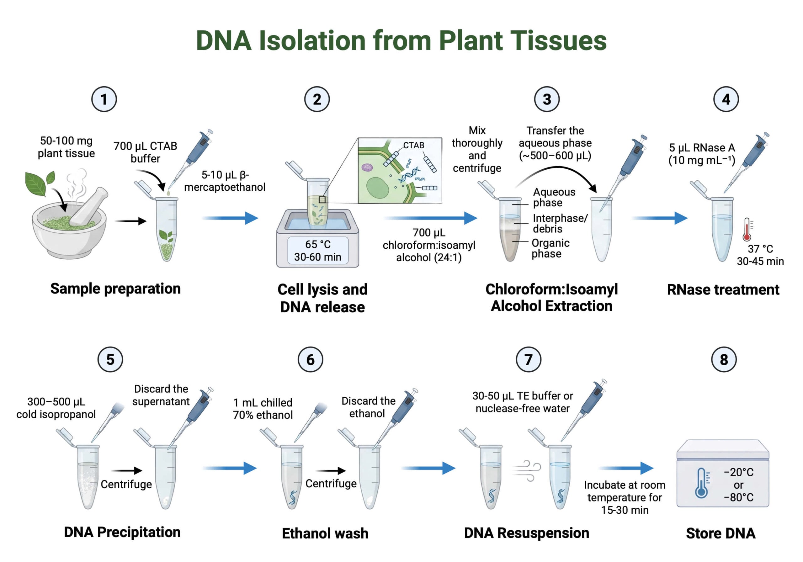 DNA Isolation from Plant Tissues scaled Protocol of DNA Extraction from Plant Tissues (CTAB Method)