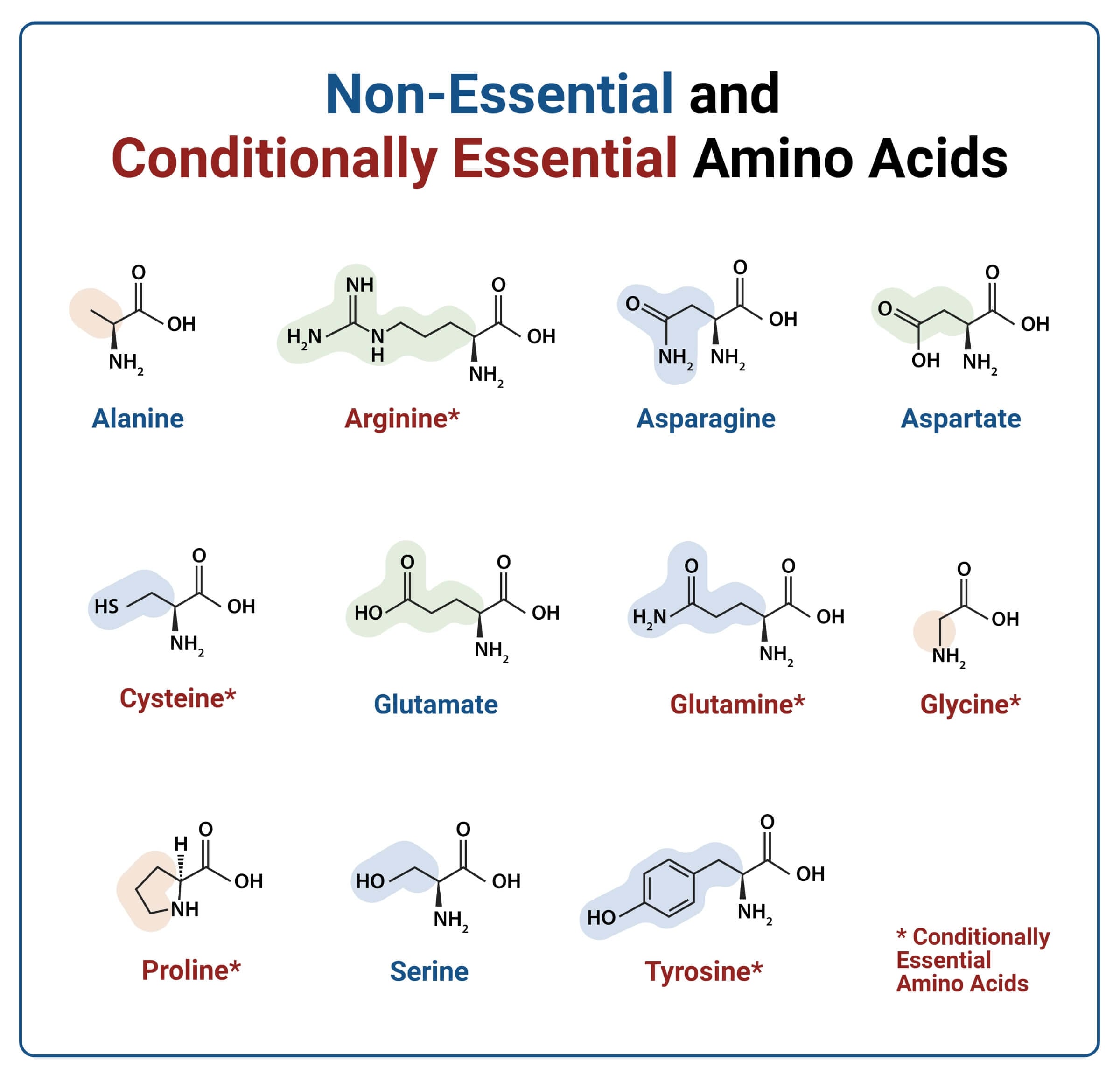 11 Non Essential Amino Acids with Structure 11 Non-Essential Amino Acids with Structure