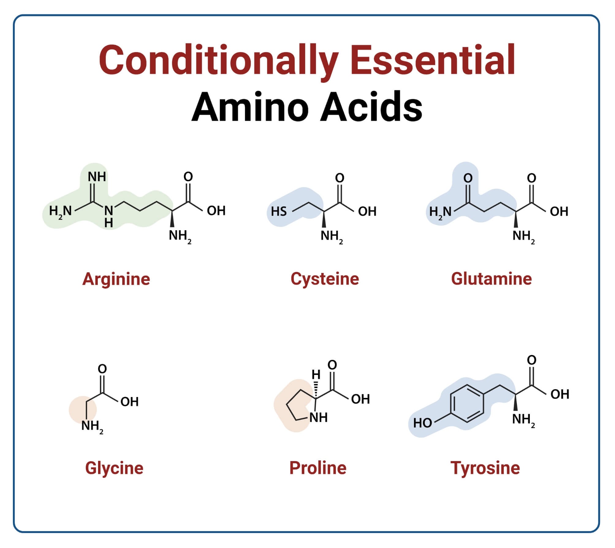 6 Conditionally Essential Amino Acids with Structure 6 Conditionally Essential Amino Acids with Structure