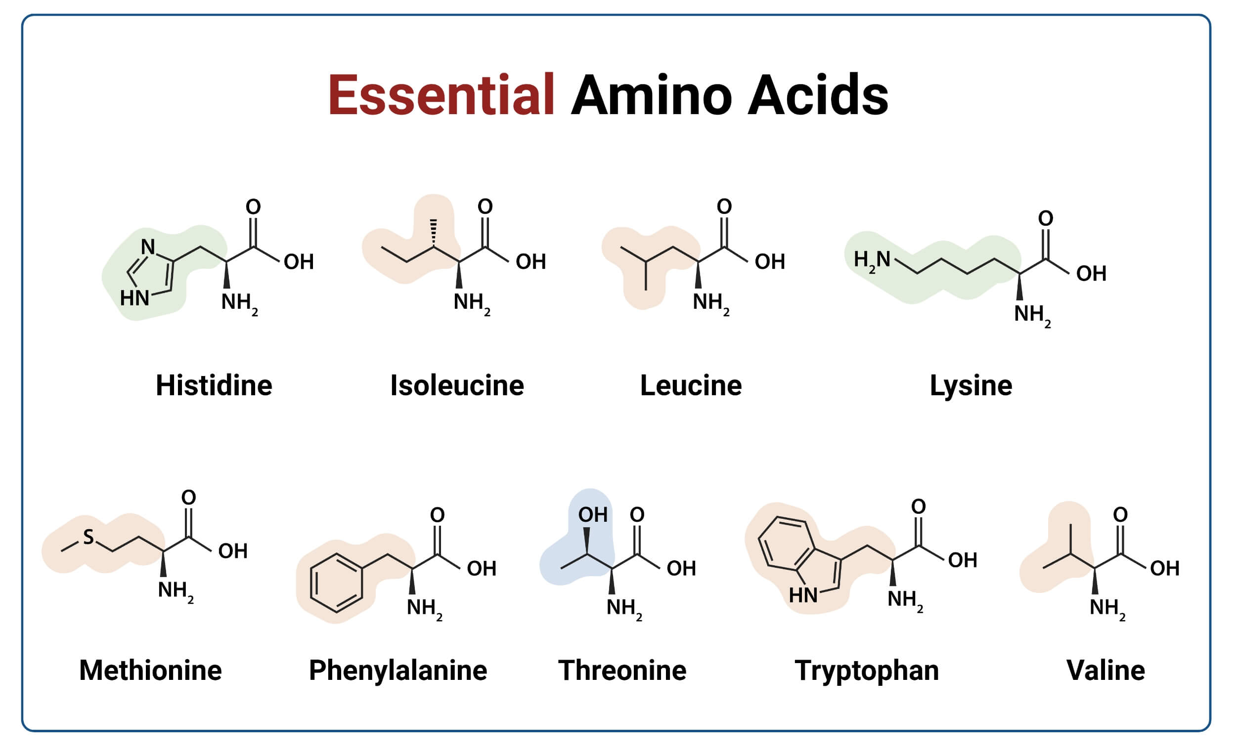 9 Essential Amino Acids with Structure 9 Essential Amino Acids with Structure