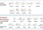 9 Essential and 11 Non Essential Amino Acids 9 Essential and 11 Non-Essential Amino Acids with Structure.