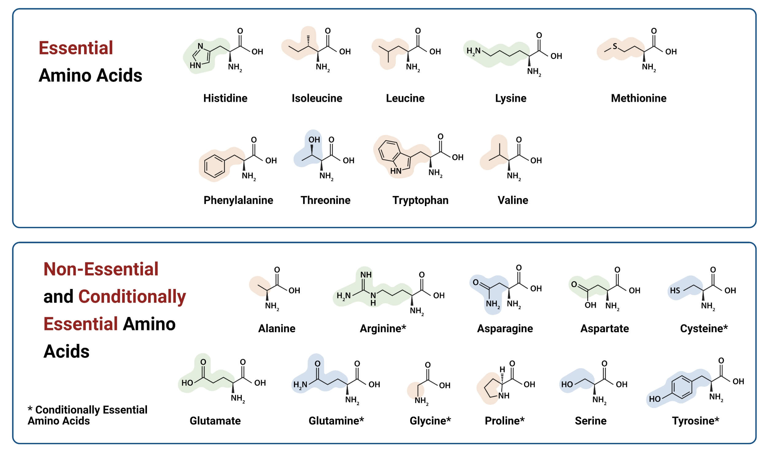 9 Essential and 11 Non Essential Amino Acids 9 Essential and 11 Non-Essential Amino Acids with Structure.