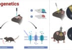 Optogenetics Optogenetics