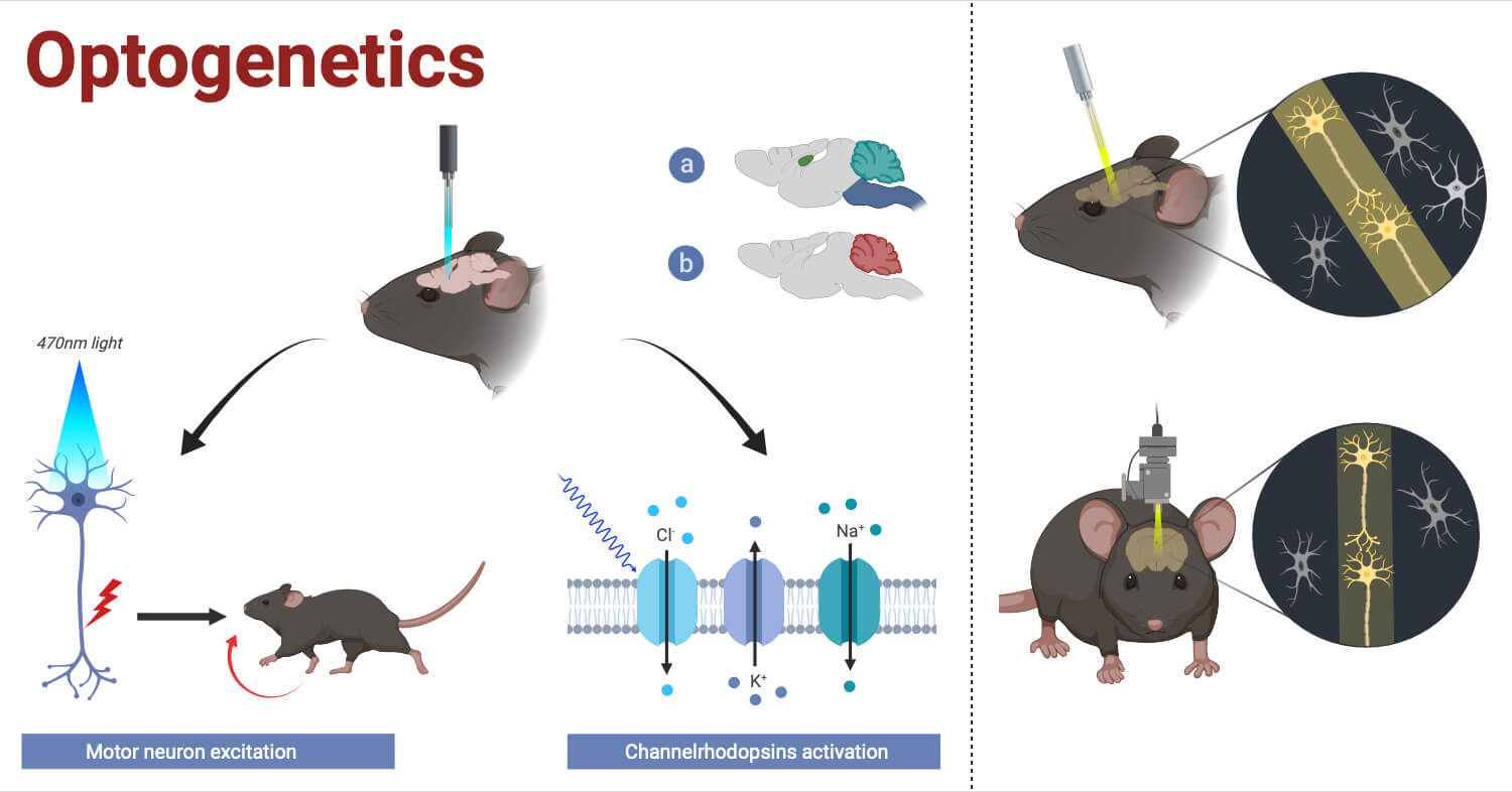 Optogenetics Optogenetics