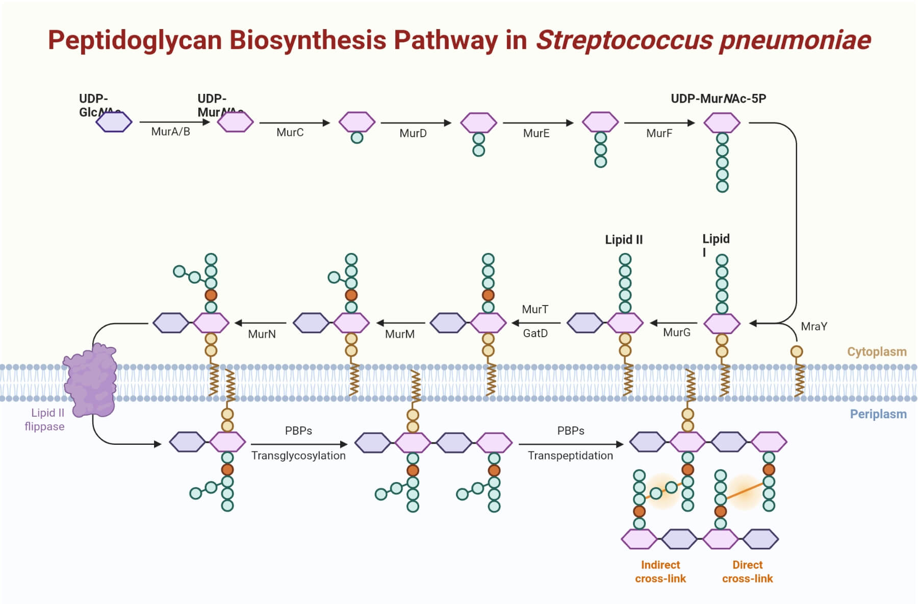 Peptidoglycan Biosynthesis Pathway in Streptococcus pneumoniae Peptidoglycan Biosynthesis Pathway in Streptococcus pneumoniae