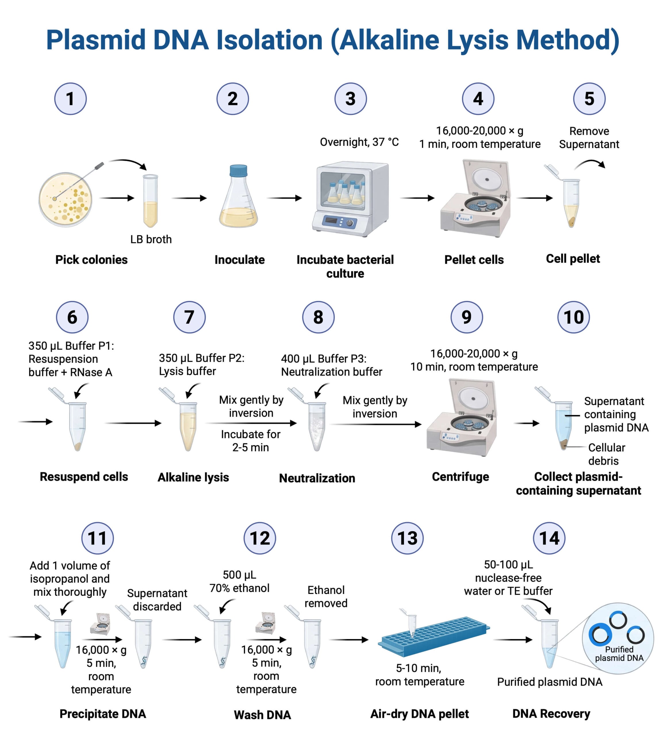Plasmid DNA Isolation Alkaline Lysis Method scaled Protocol of Plasmid DNA Isolation (Alkaline Lysis Method)