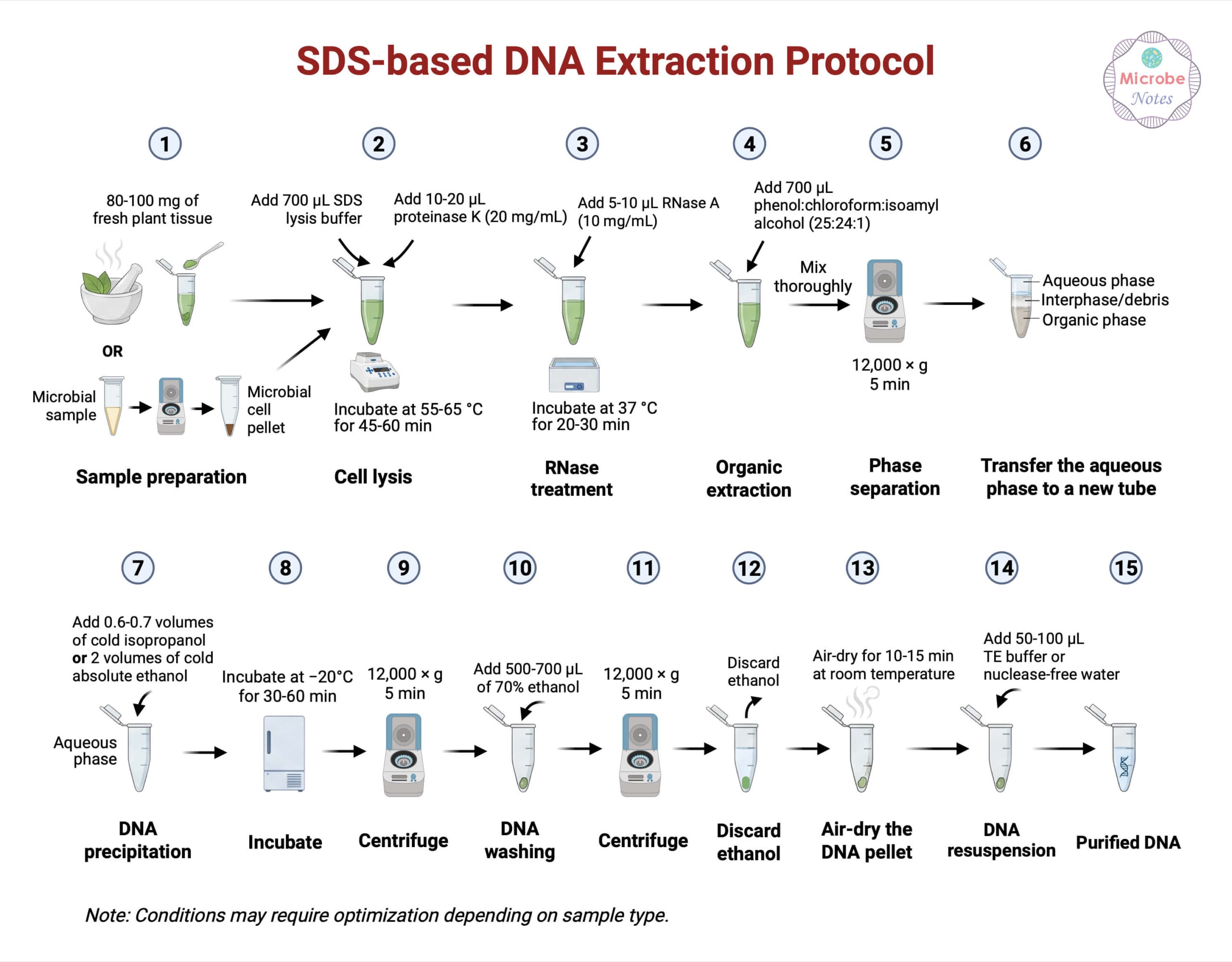 Protocol of SDS based DNA Extraction scaled Protocol of SDS-based DNA Extraction