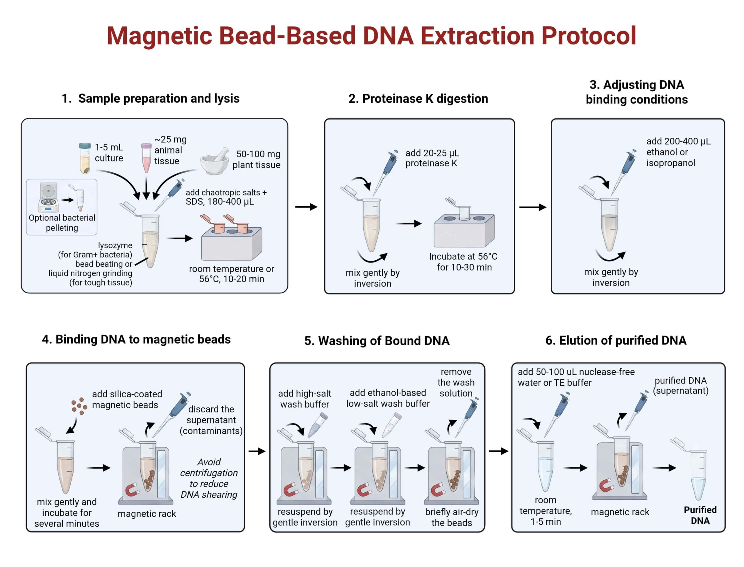 Protocol of the Magnetic Bead Based DNA Extraction scaled Protocol of the Magnetic Bead-Based DNA Extraction