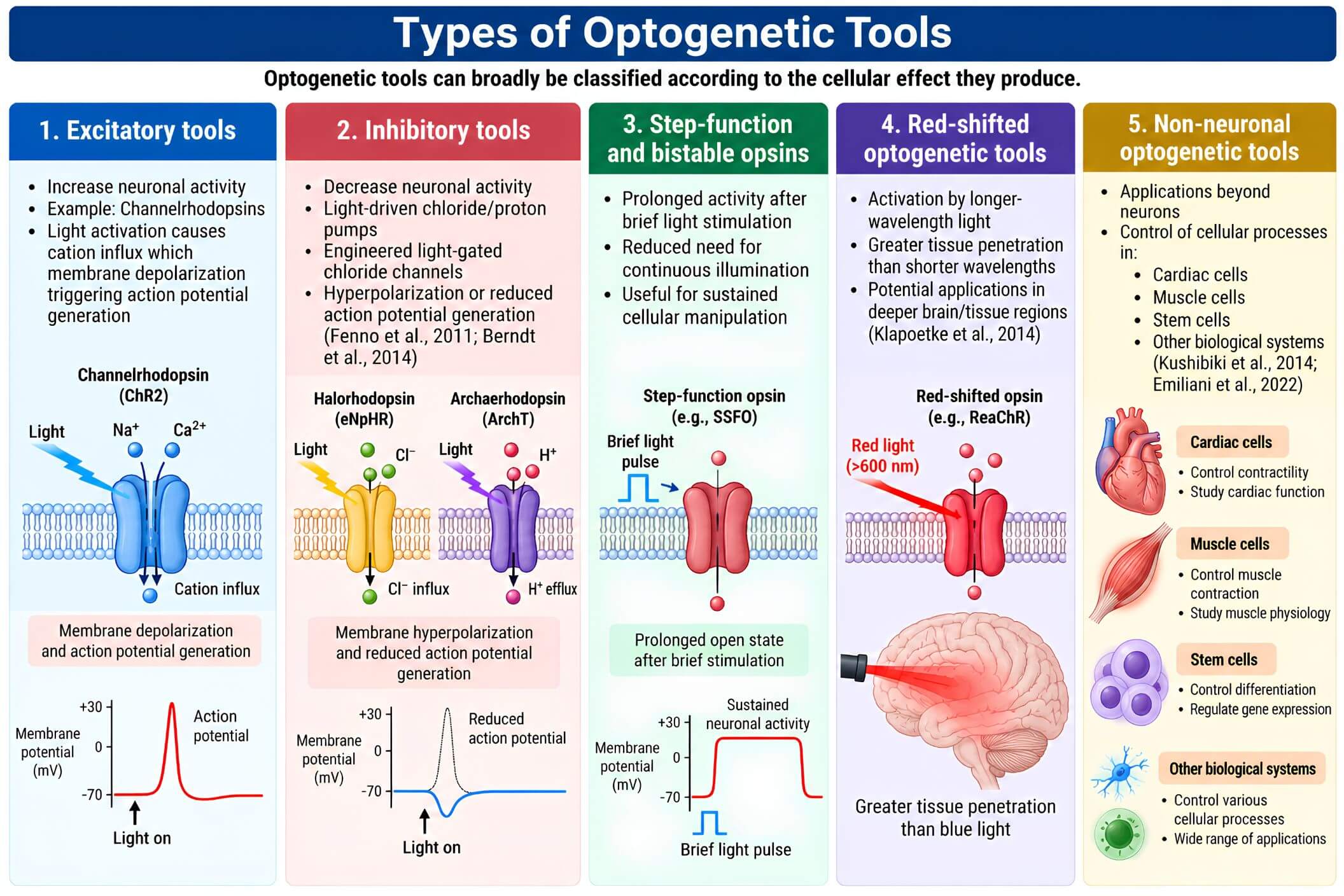 Types of Optogenetic Tools Types of Optogenetic Tools