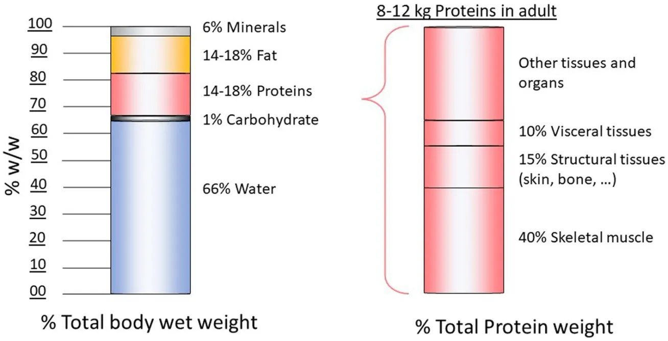 image 17 Body composition of a healthy adult.