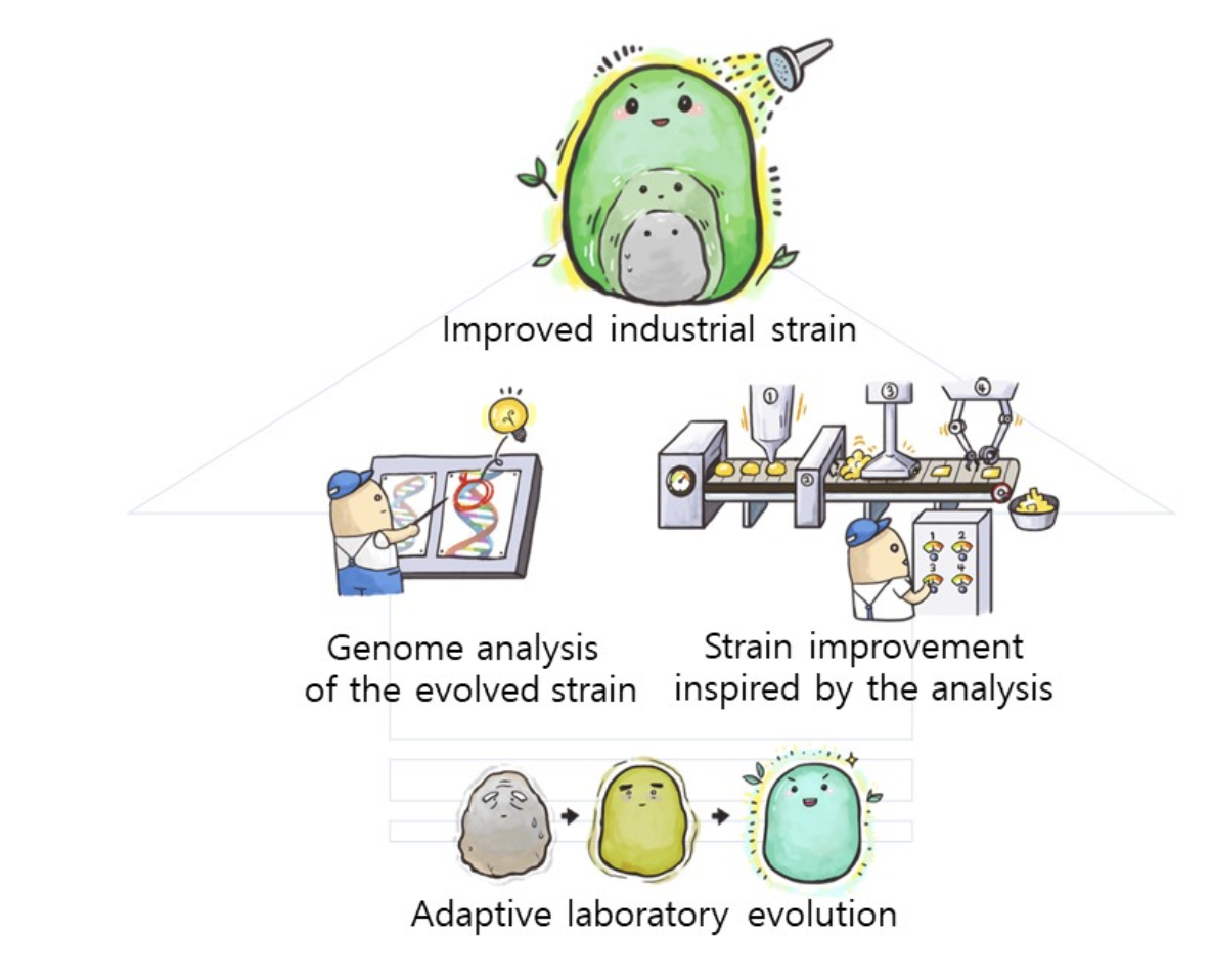 image 18 Summary of adaptive laboratory evolution (ALE)