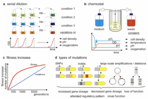 image 19 Adaptive Laboratory Evolution (ALE)