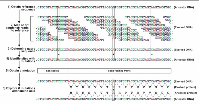 image 20 Bioinformatic tools for next-generation sequencing (NGS) data analysis. Identifying experimentally evolved mutations using whole-genome sequencing. Examples of mutations in non-coding and coding DNA are shown, with a non-synonymous & a synonymous mutations in the latter.